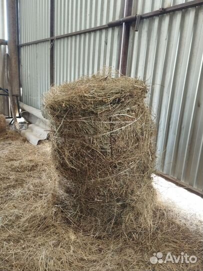 Продам сено в рулонах