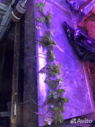 Растения пистия для пруда и аквариума