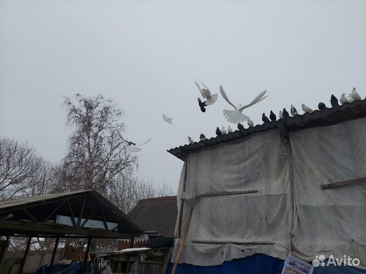Продам голубей