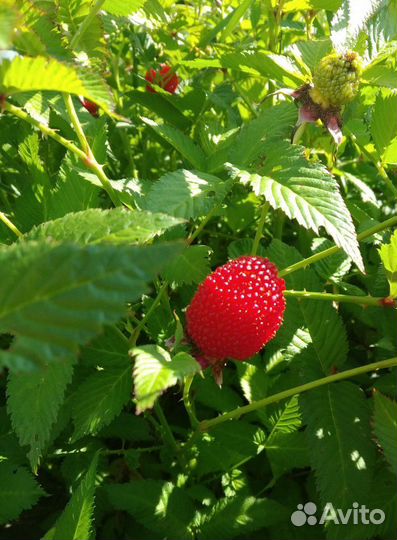 Норвежская малина