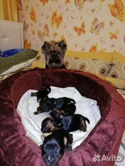 Йоркширский терьер вязка