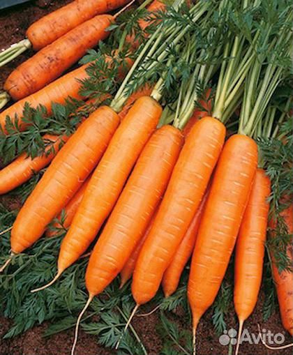 Семена моркови 