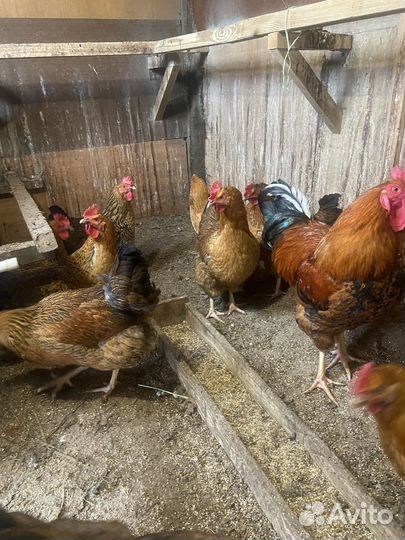 Инкубационное яйцо