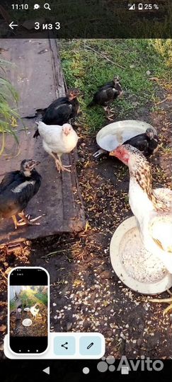 Курочки и цыплята бойцовые,дакан
