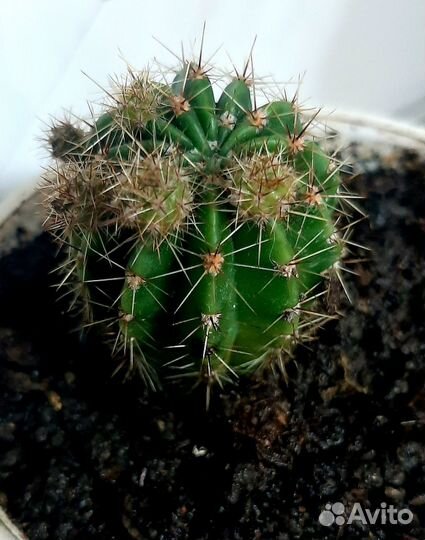 Кактус эхинопсис собираются цвести