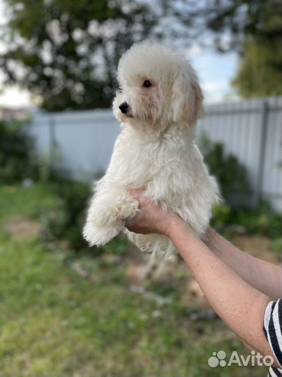 Мальтипу f1 ф1