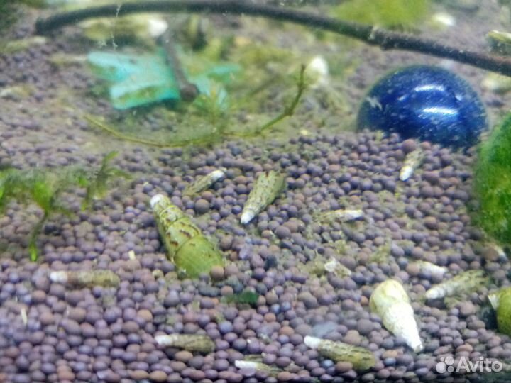 Улитки аквариумные мелании