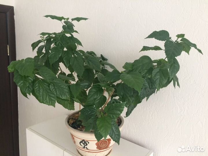 Китайская роза