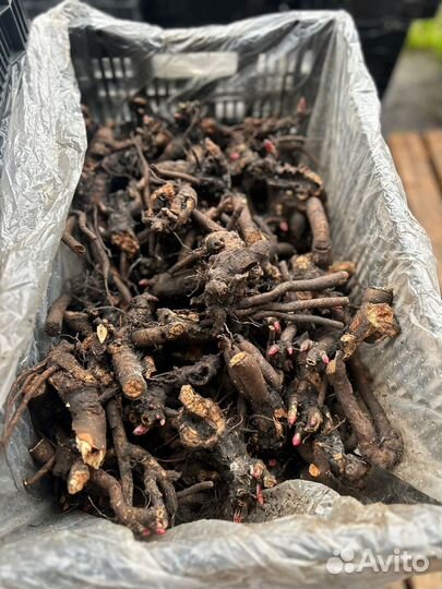 Корни пиона оптом