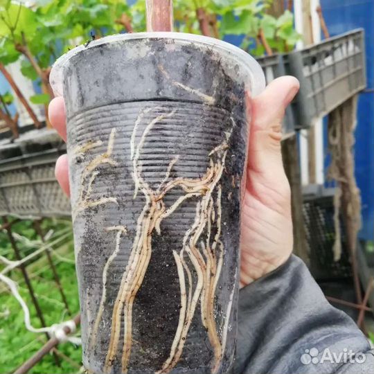 Виноград киш миш