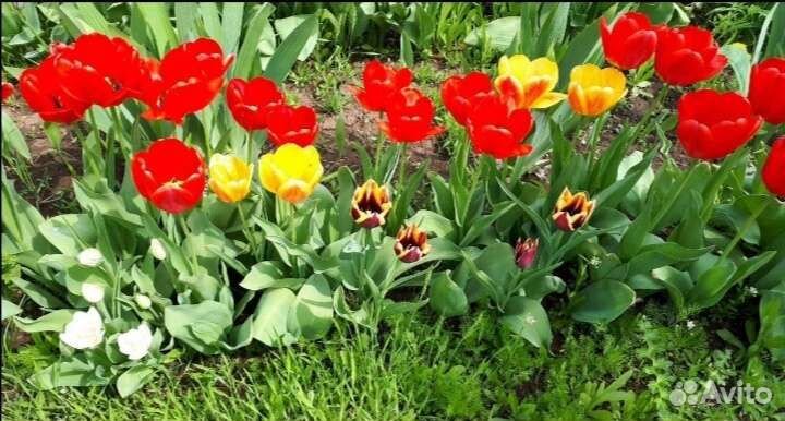 Луковицы тюльпаны