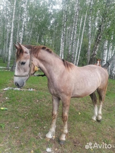 Лошади