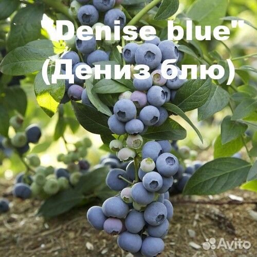 Голубика 3год Дениз Блю - Denise Blue и др. сорта