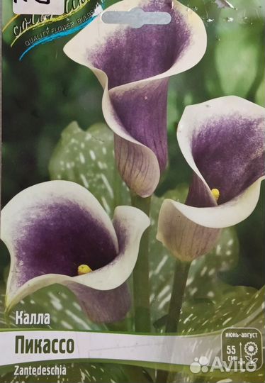 Калла Пикассо