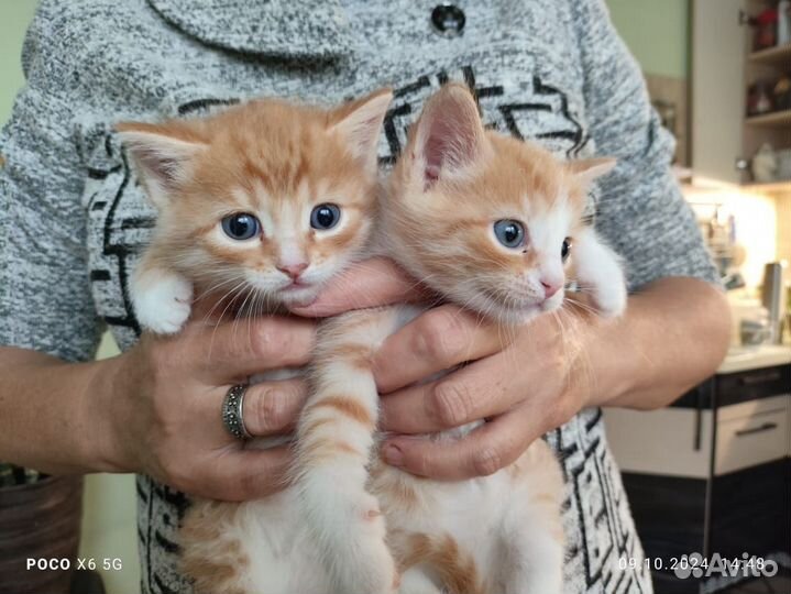 Котята, мальчик и девочка