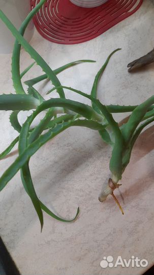 Комнатные цветы Алоэ