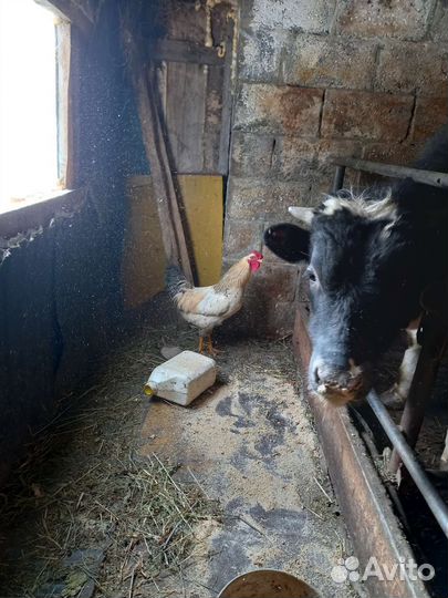 Петя - будильник