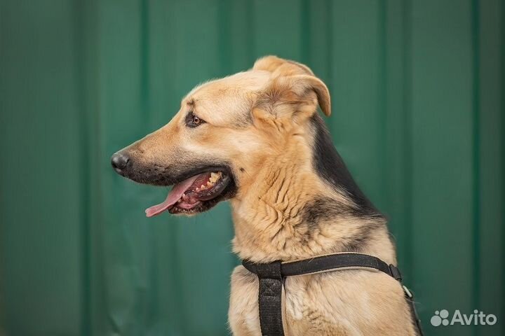 Пёс Дионис в добрые руки