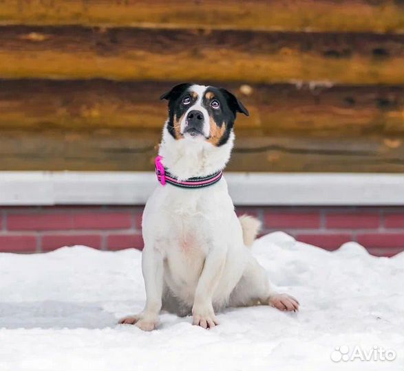Молодой активный Бадди в добрые руки