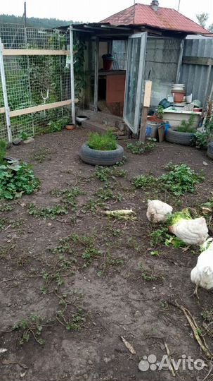 Курицы несушки Хайсекс