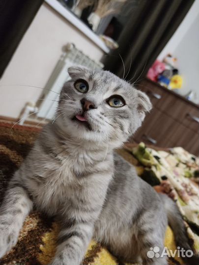 Отдам в добрые руки
