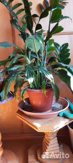 Спатифиллум