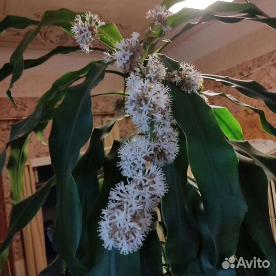 Пальма душистая юкка драцена фрагранс