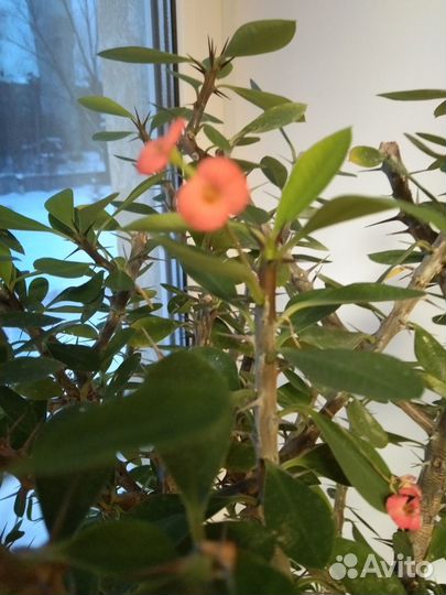 Комнатные большие цветы в горшках для дома и офиса