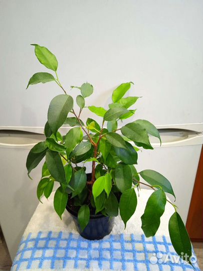 Сортовые фикусы бенджамина