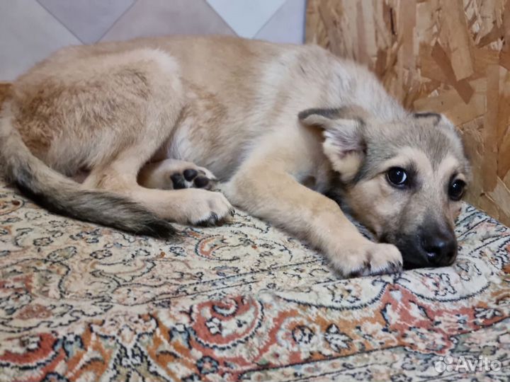 Щенок из приюта