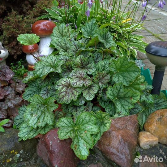 Многолетние растения