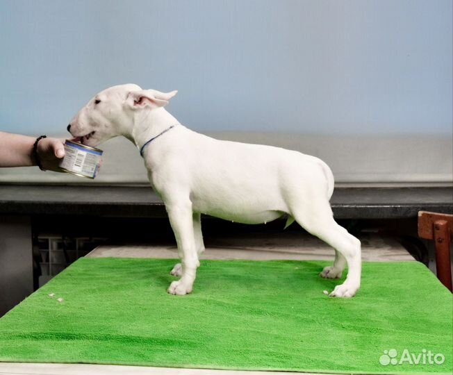 Щенки стандартного бультерьера