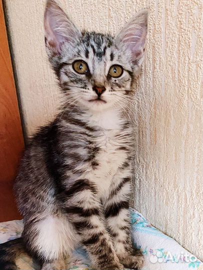 Котёнок волчёнок добрая девочка 2,5 мес