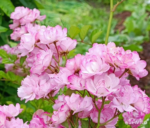 Роза китайская Angel Wings махровая