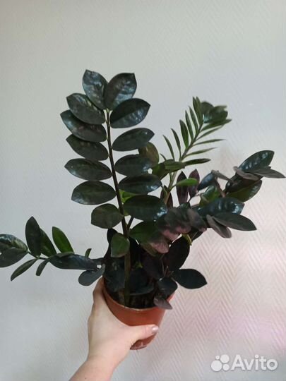 Замиокулькас, педилантус