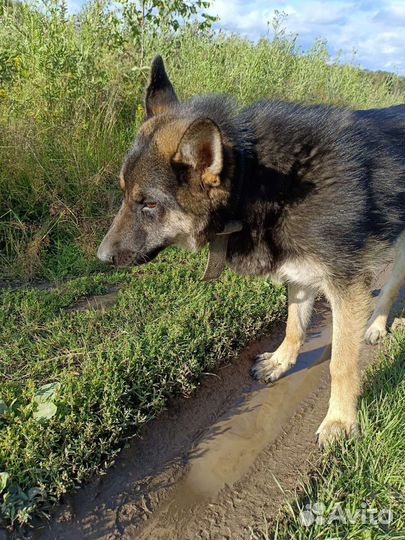 Ларс в добрые руки