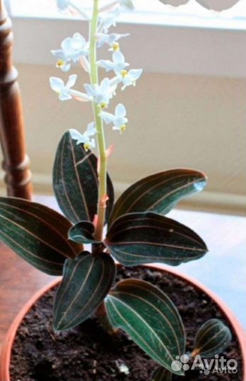 Орхидея Лудизия