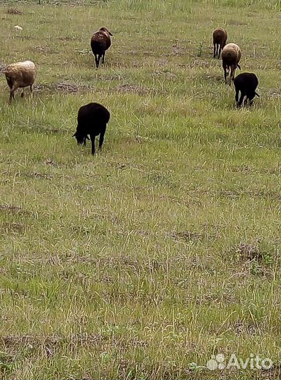 Курдючные бараны живым весом 250 р