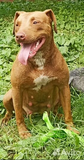 Щенки Питбуля