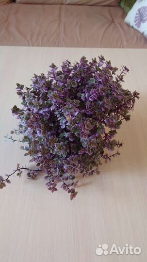 Каллизия розовая пантера