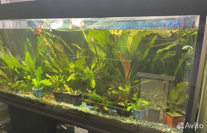 Аквариумные растения