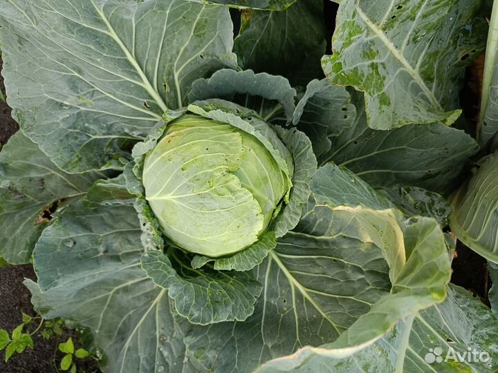 Помидоры грунтовые; капуста