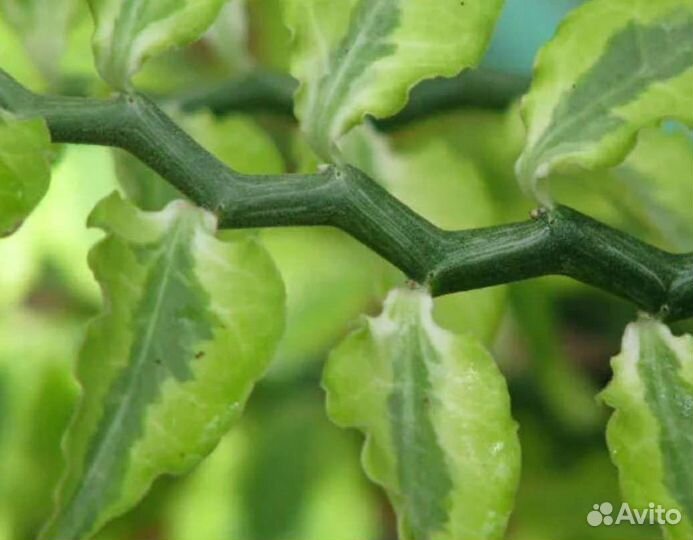 Педилантус