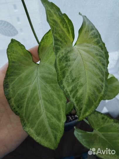 Сингониум Баттерфляй