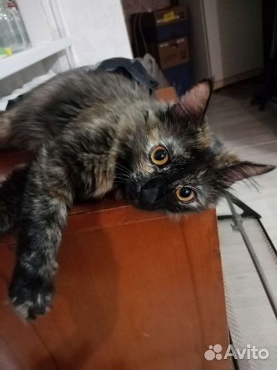 Ангорская+ мейн-кун кошка