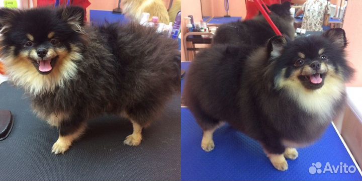 Стрижка собак/Грумер