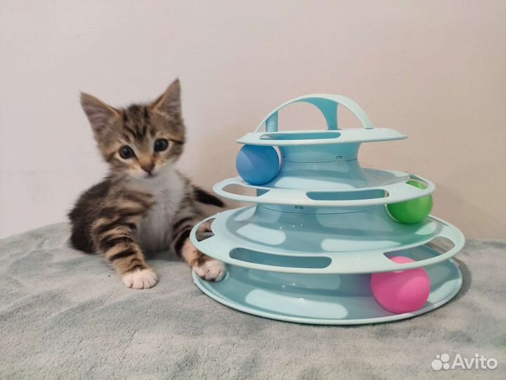 Котёнок девочка 2,5 месяца