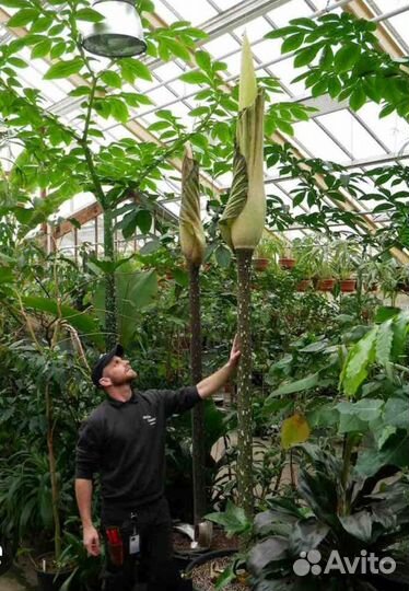 Amorphophallus Gigas-сеянец