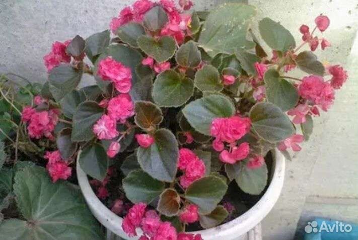 Бегония, королевская пеларгония