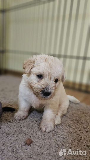 Ксолоитцкуинтли